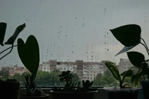 Surat Monsoon